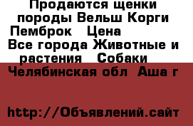 Продаются щенки породы Вельш Корги Пемброк › Цена ­ 40 000 - Все города Животные и растения » Собаки   . Челябинская обл.,Аша г.